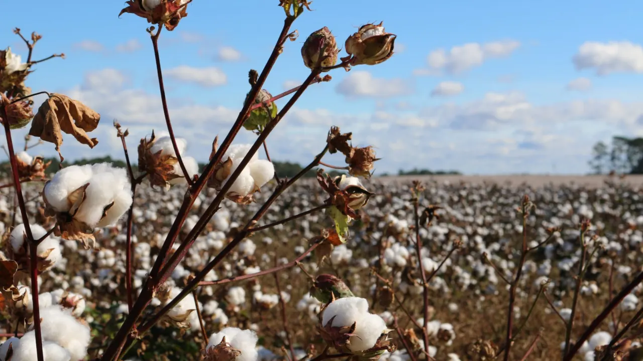trisha downing cotton field