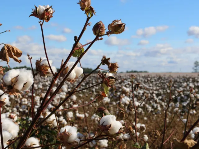 trisha downing cotton field