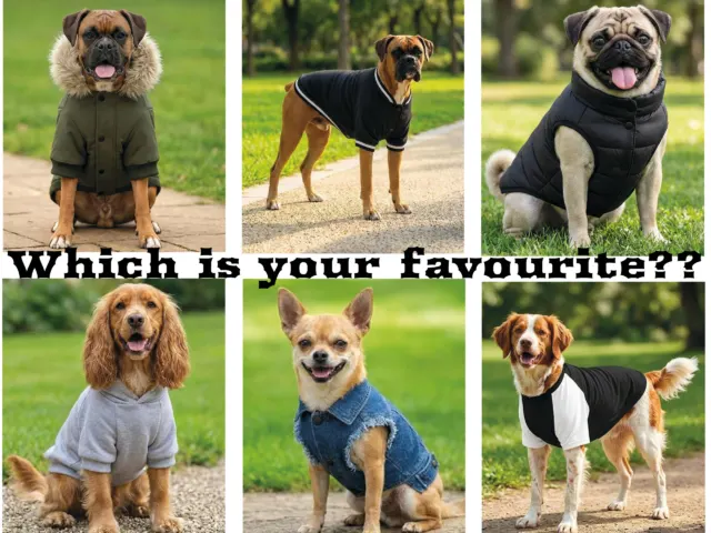 Dog outfits